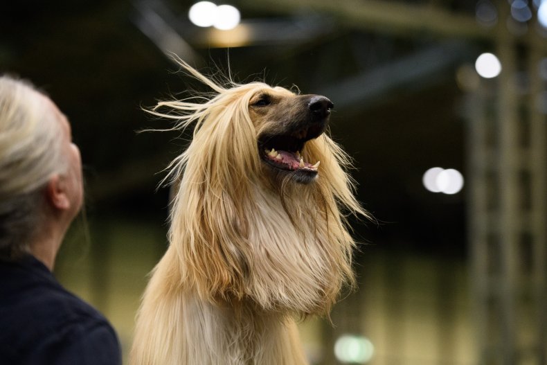 Afghan Hound