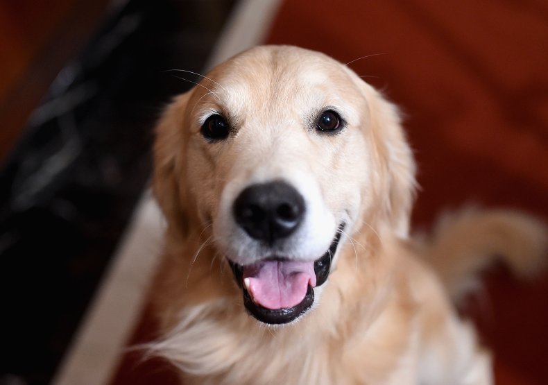 Golden Retriever