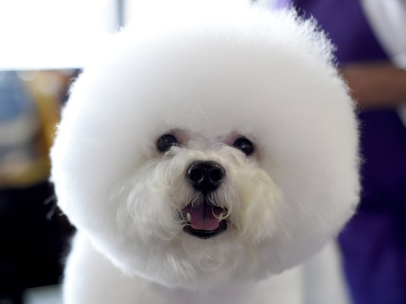 Bichon frise