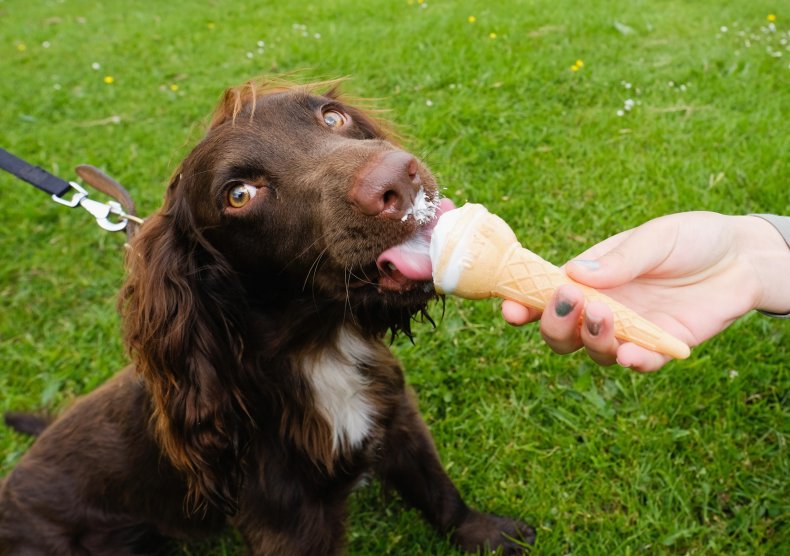 Cocker spaniel