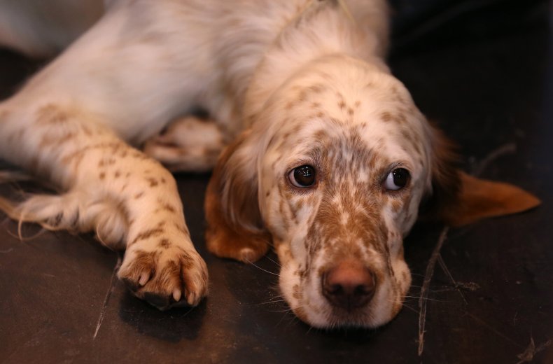 English setter