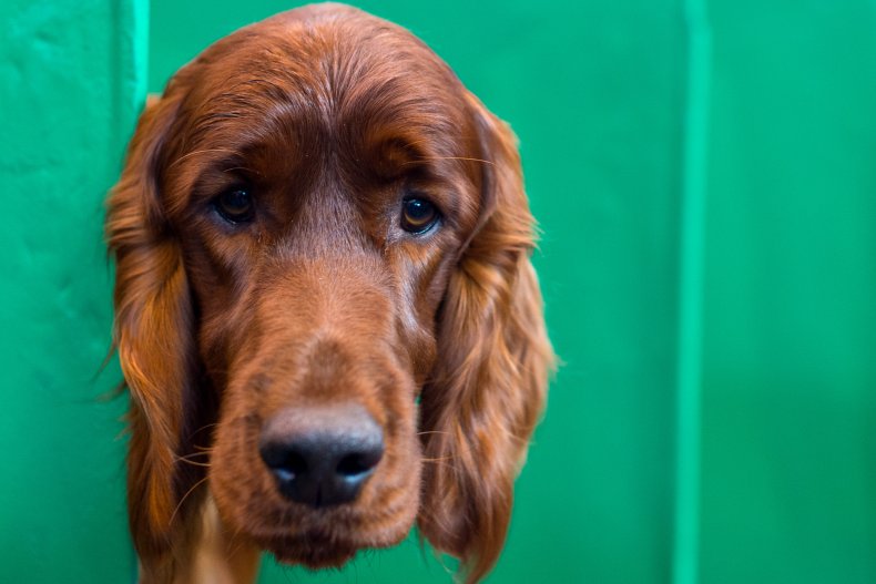 irish setter