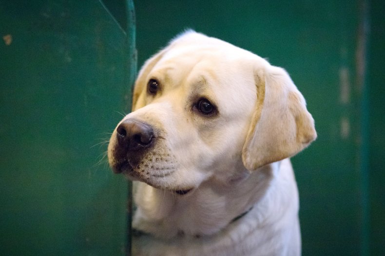 Labrador