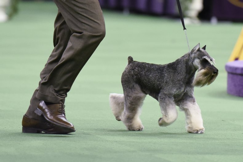 Miniature Schnauzer