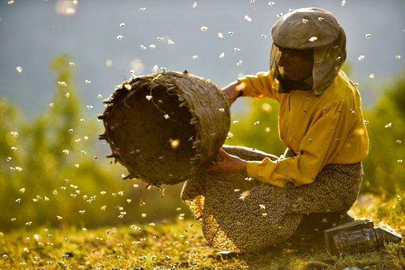 still from honeyland