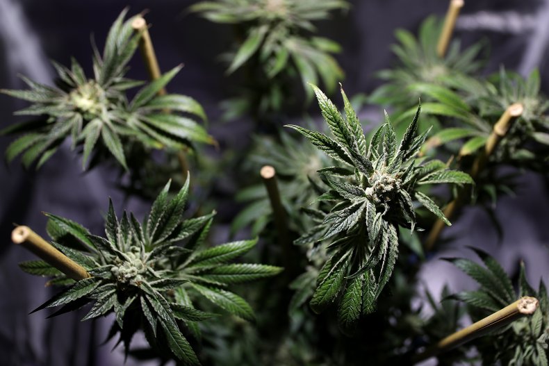 Marijuana