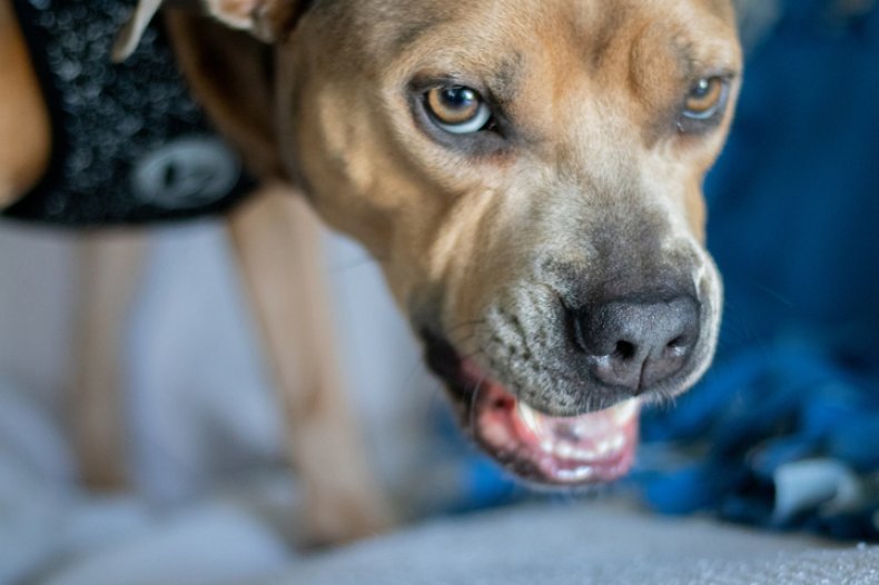 Stock: Angry Dog Growling