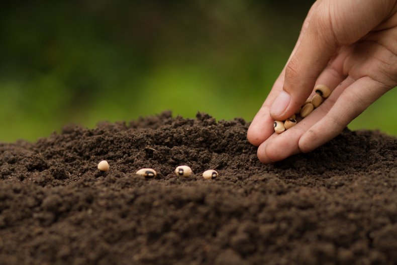 seeds