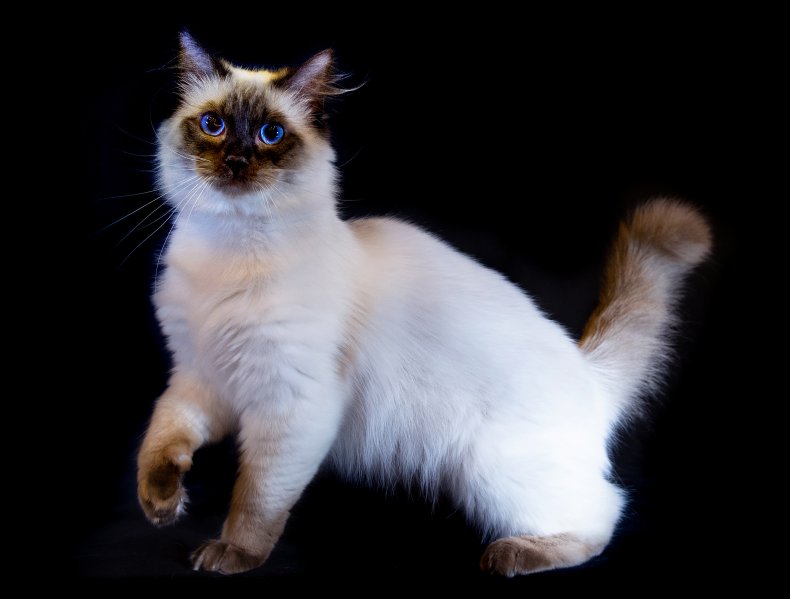 Ragdoll U.K. 2019 cat show