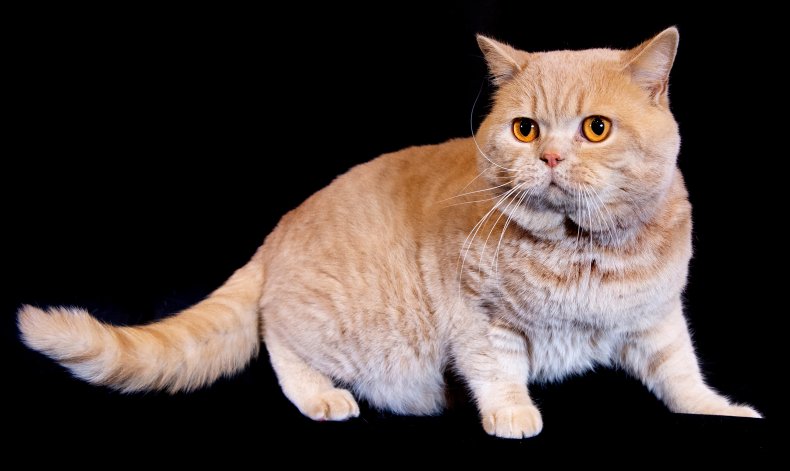 British shorthair cat U.K. 2019