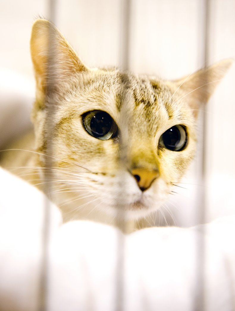 Australian mist U.K. 2017 cat show