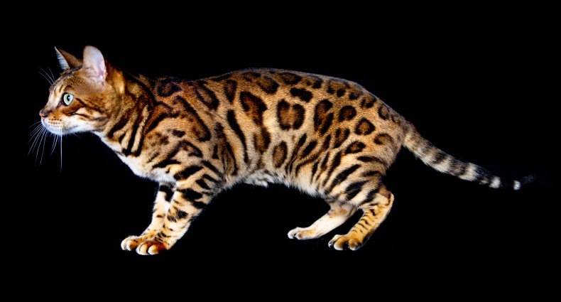 Bengal cat U.K.