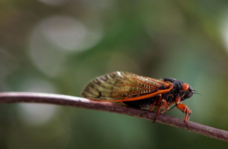 cicada