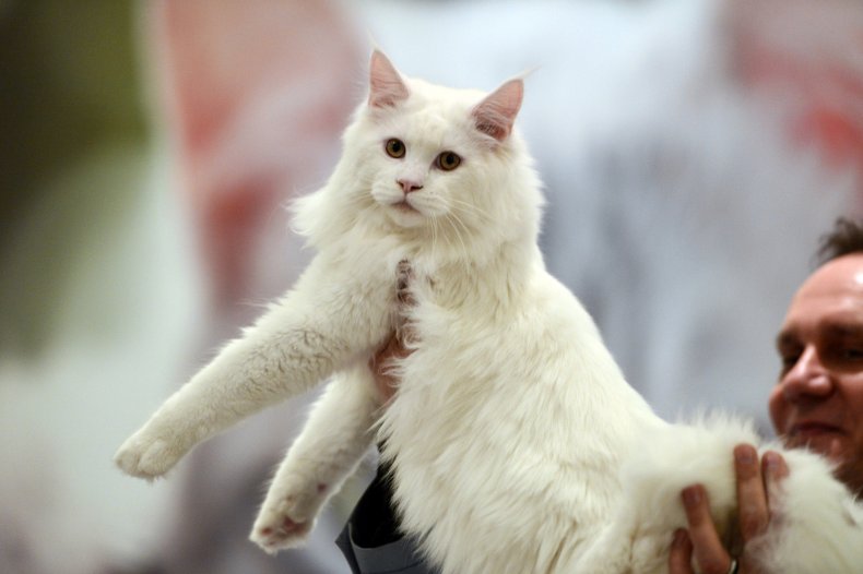 ragamuffin cat Greece 2015