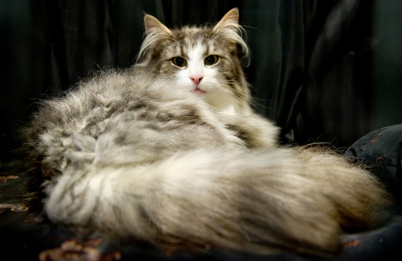 Norwegian forest cat U.K. cat show 2017