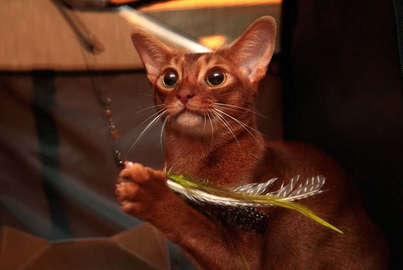 Abyssinian cat NYC 2007