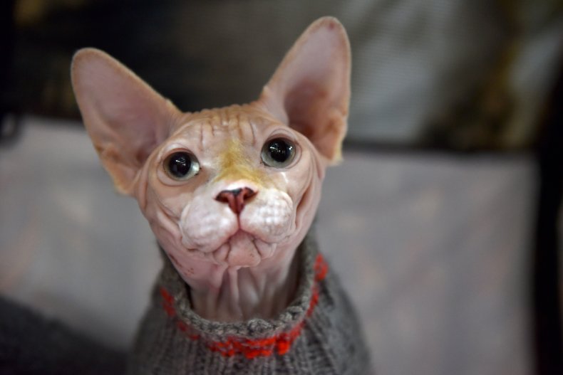 Sphynx cat London U.K. 2019