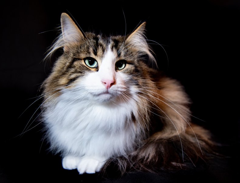 Maine coon cat U.K.