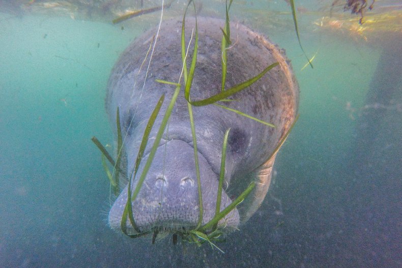 A manatee in Florida