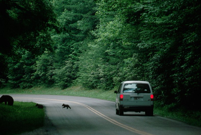 black bear cub
