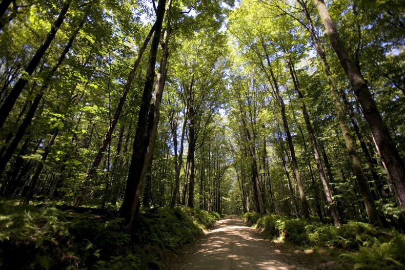 Allegheny National Forest