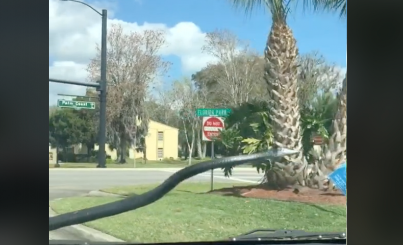 Snake Screenshot TikTok