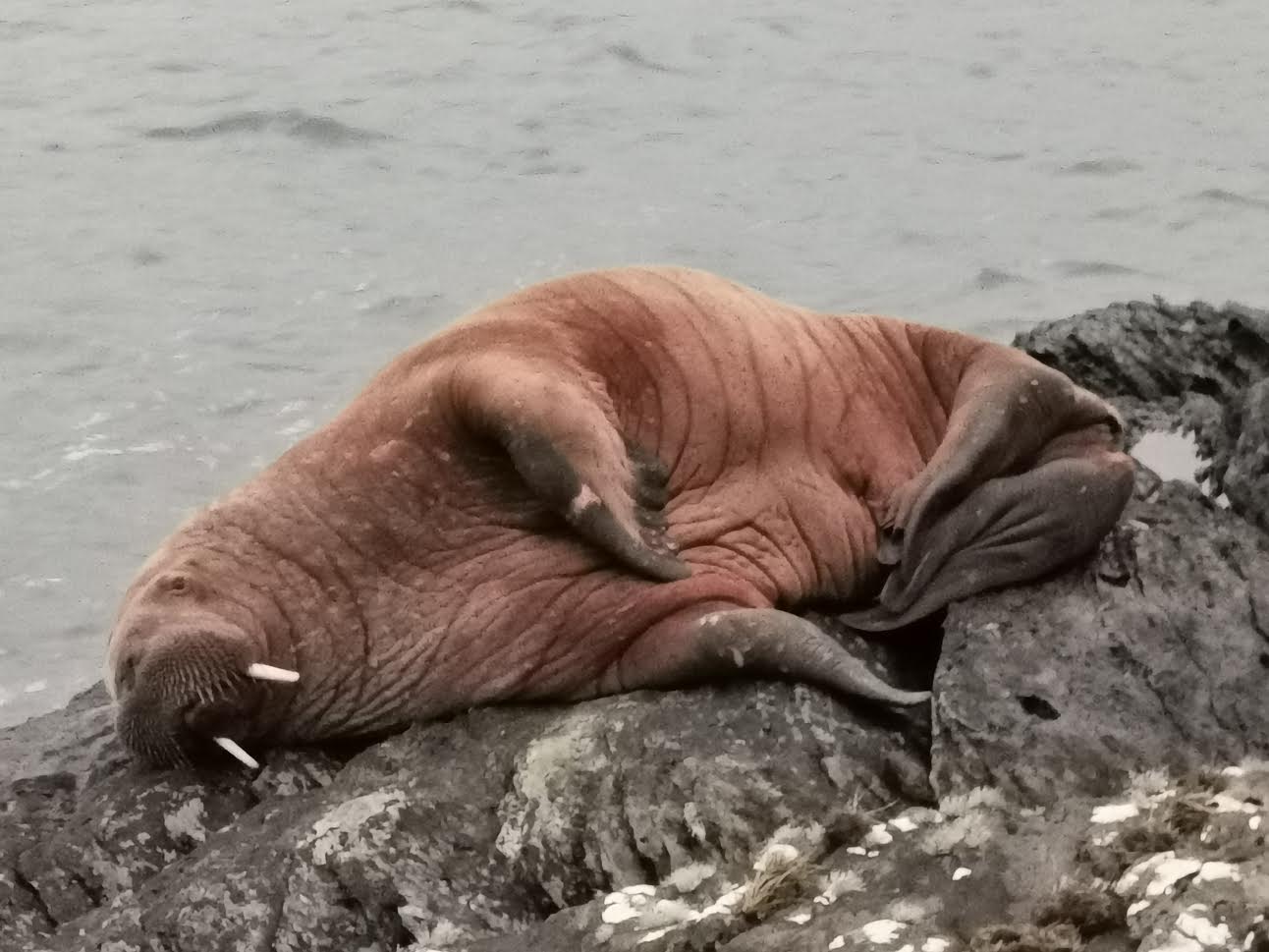 Arctic Walrus travel thousands of miles to Ireland after probably falling asleep on the Iceberg