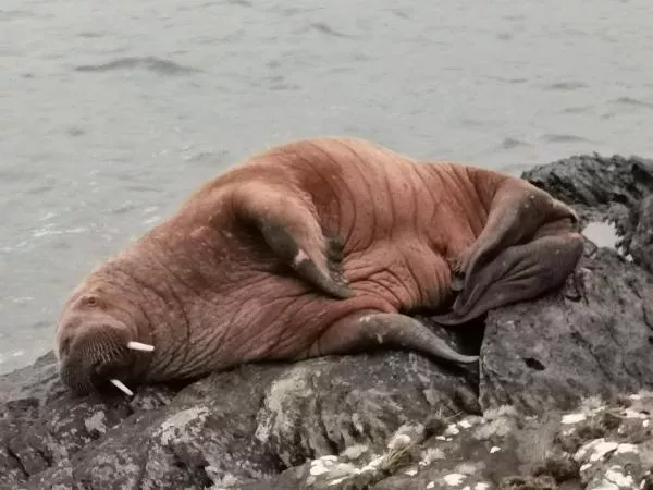 Arctic Walrus Travels Thousands of Miles to Ireland After Likely Falling Asleep on Iceberg