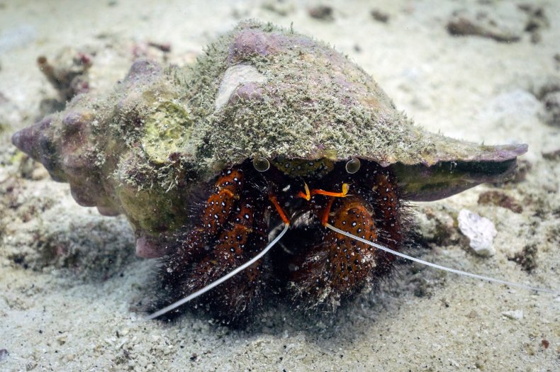 hermit crab