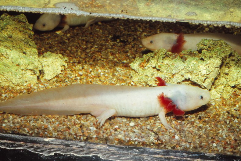 axolotl