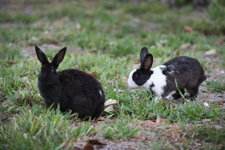 Rabbits