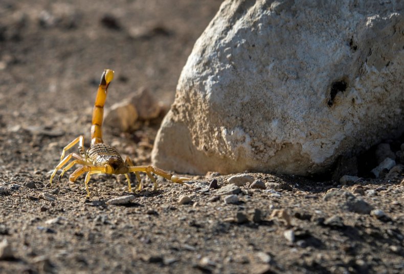 scorpion