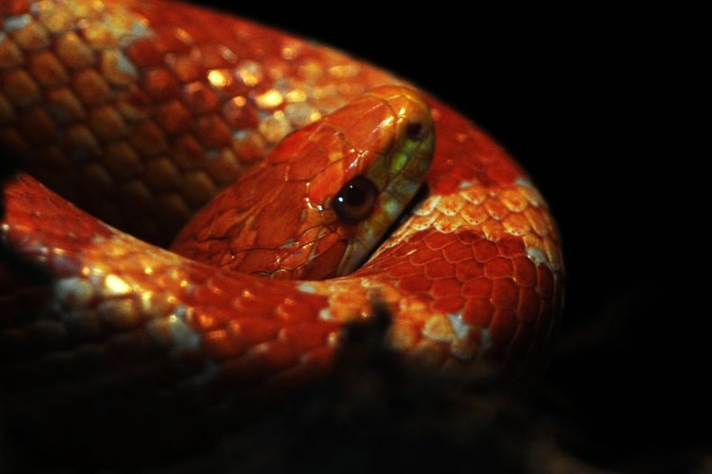 corn snake