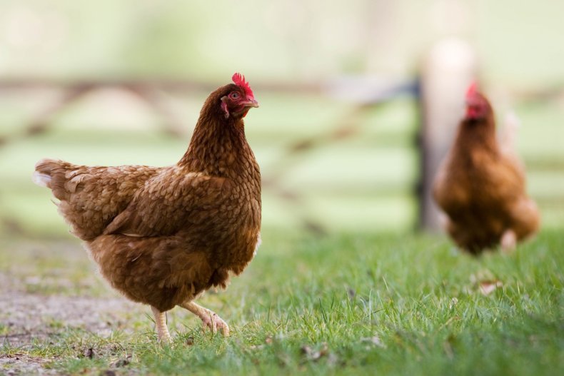 Chicken