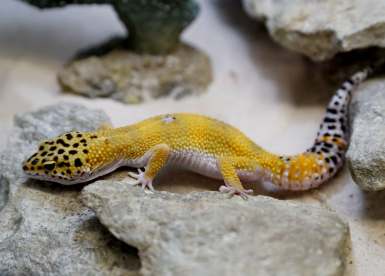 leopard gecko