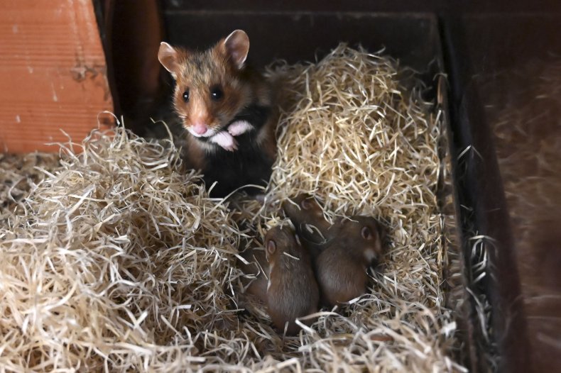 Hamster