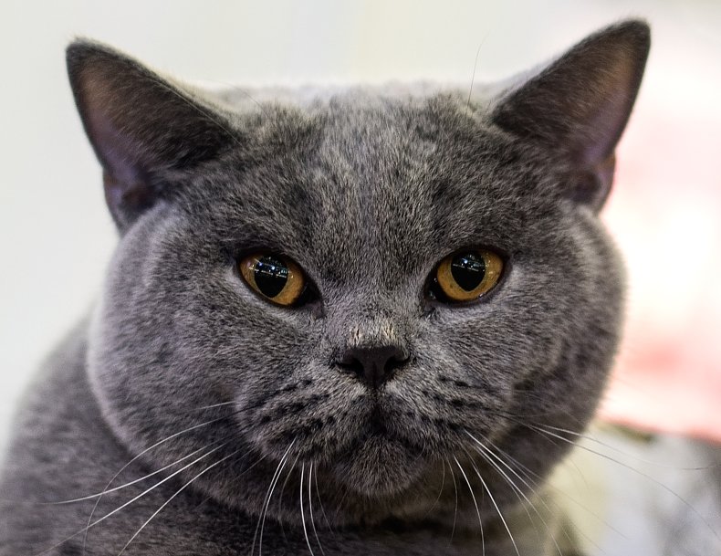 British Shorthair Cat