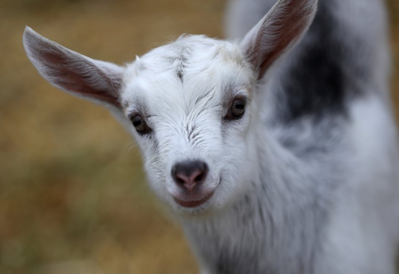 goat