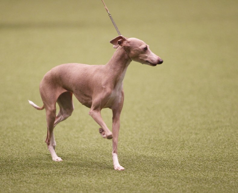 Greyhound