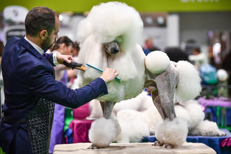 Crufts dog show 2020 poodle