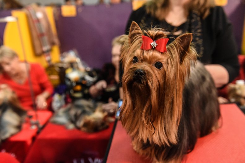 NYC dog show Yorkshire terrier