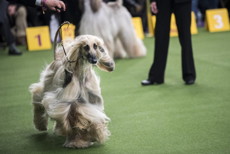 Afghan hound NYC 2018
