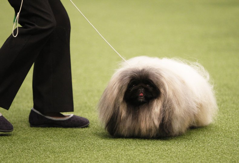 Pekingese dog show U.K. 2018