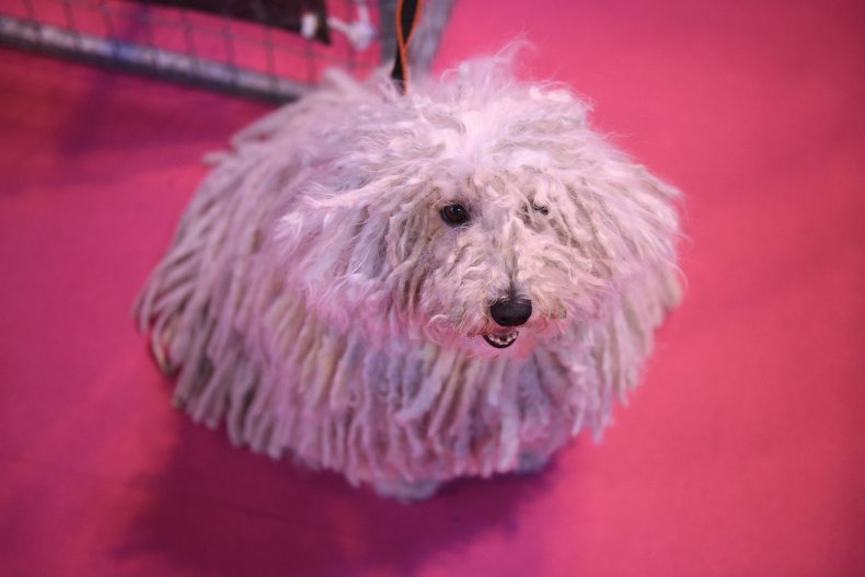 Puli dog show U.K. 2015