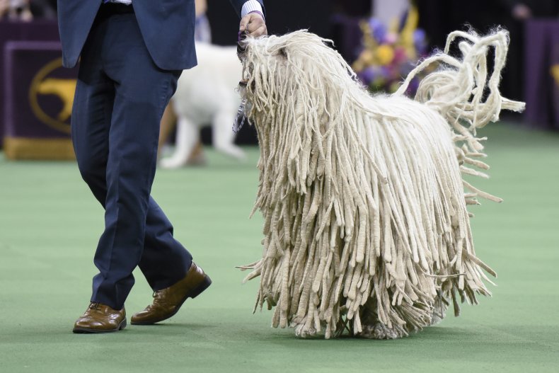 Komondor dog show NYC 2016