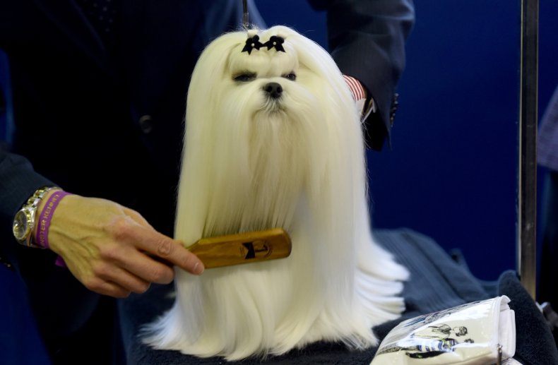 Maltese dog NYC 2016