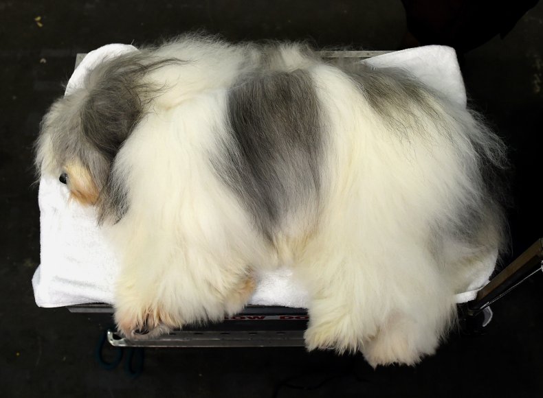 Polish lowland sheepdog NYC