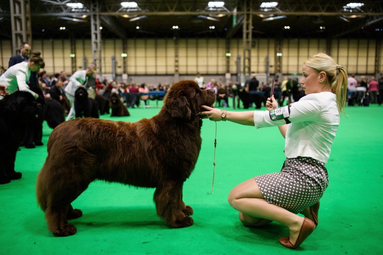 Newfoundland dog U.K.