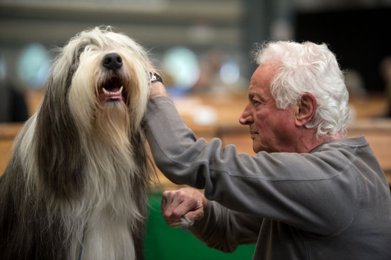 Bearded Collie