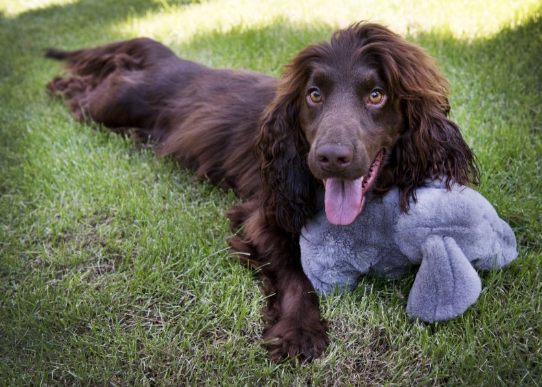 Cocker spaniel dog in the Netherlands
